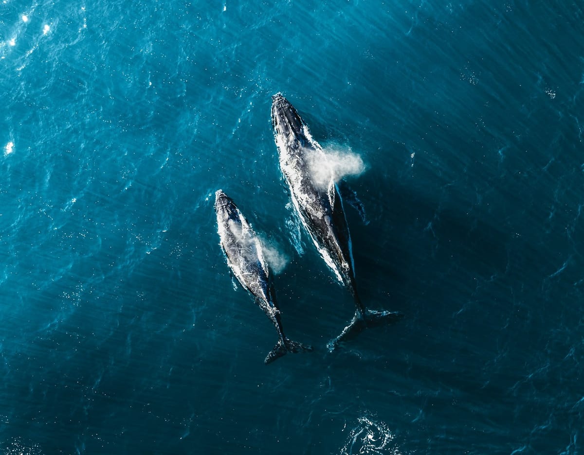 Gone Phishing. An Enlightening Read for Sunday, 29th June 2025.