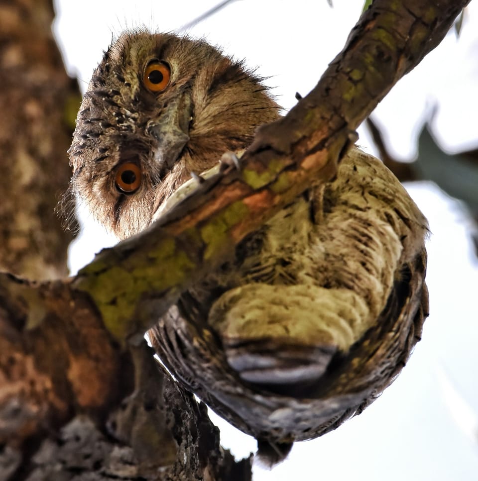 Who's Watching Who? Defence Against the Silent But Deadly Foe, Newbie TMI? In Through the Plugin Door, A Moving Mayhem Masterclass, and Rules for Thee. It's CISO Intelligence for Wednesday 2nd April 2025.